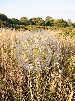 A golden reed and milk thistle country shrub land