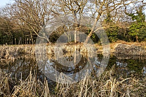 Golden Reeds