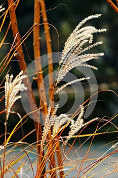 Golden reeds in autumn