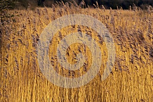 Golden reeds at Far Ings Nature Reserve, North Lincolnshire, England photo