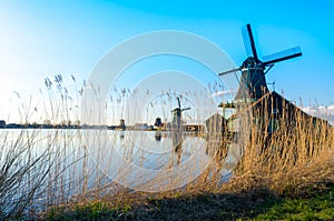 Golden reeds growing by the historic windmills at Zaanse Schans, Netherlands