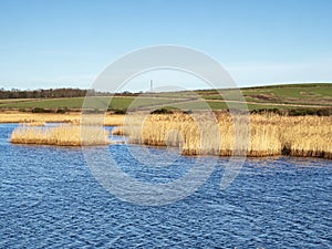 Golden reeds in a lake at St Aidans Nature Park near Leeds, England