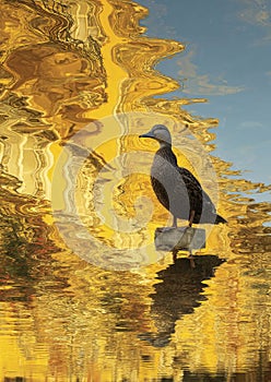 Golden Reflections, Lone Duck