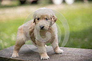 Golden Retiever Puppy