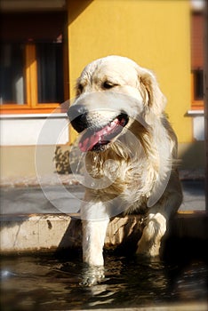 Golden Retreiver