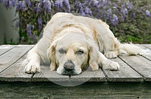 Golden Retreiver dog laying on deck with head down