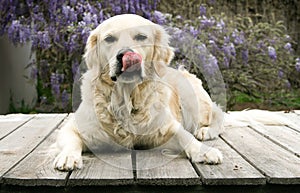 Golden Retreiver dog laying on deck with tongue out. photo