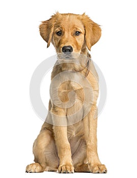 Golden Retreiver puppy sitting photo