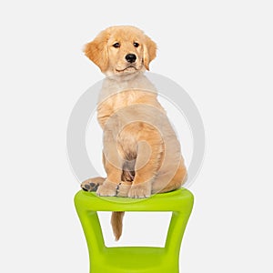 Golden retreiver Puppy sitting on lime green stool photo