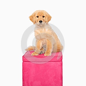 Golden retreiver Puppy sitting on pink seat photo