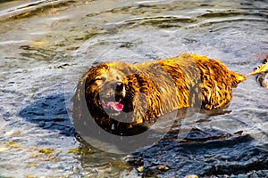 Golden retreiver takes a dip in the pond. Glenbow Ranch Provincial Recrea Area Alberta Canada