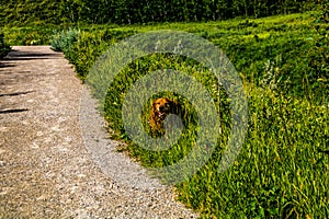 Golden retreiver walks through the tall grass. Glenbow Ranch Provincial Recrea Area Alberta Canada