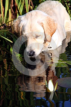 Golden retriever