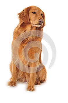 Golden retriever