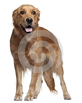 Golden Retriever, 15 months old, standing