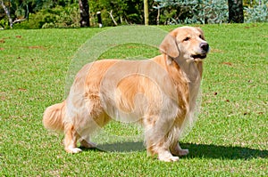 Golden retriever