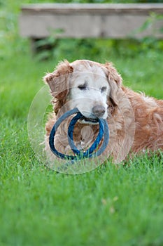 Golden Retriever