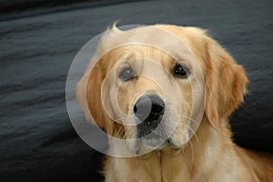 Golden Retriever photo