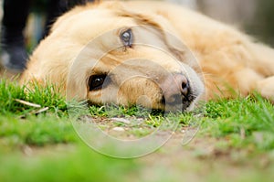 Golden Retriever