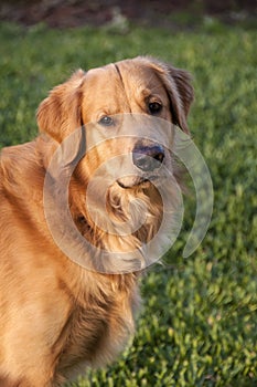 Golden Retriever