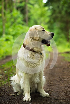 Golden retriever