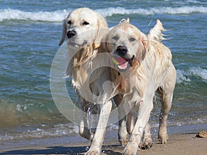 Golden retriever