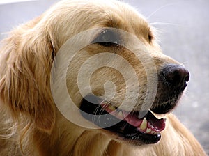 Golden Retriever