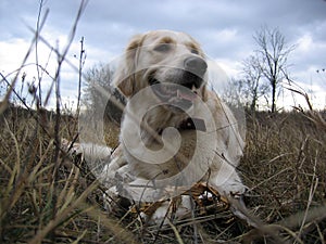 Golden Retriever