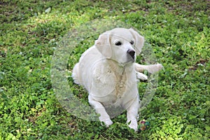 Golden retriever