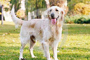 Golden retriever