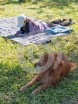 Golden Retriever accompanies its owner to bask in the sun on the grass