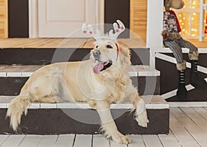 Golden retriever with antlers is sitting on the porch. Christmas decorations