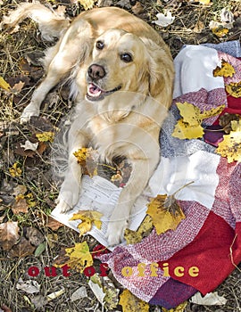 Golden retriever and aspens, fall, from office, vacation in the fall, went to the nature a plaid a dog, yellow leaves, a white dog
