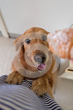 Golden Retriever is attracted by the bread in hand