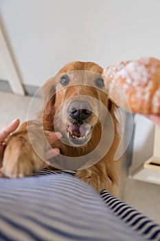 Golden Retriever is attracted by the bread in hand