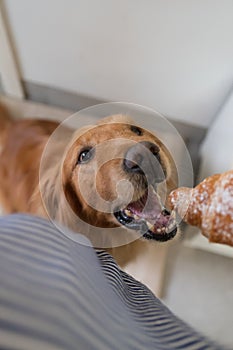 Golden Retriever is attracted by the bread in hand