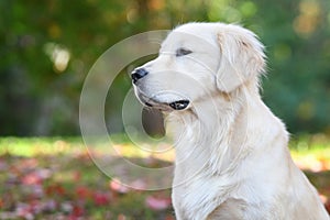 Golden retriever  autumn landscape