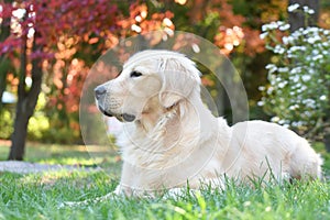 Golden retriever  autumn landscape