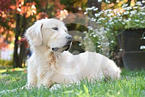 Golden retriever  autumn landscape