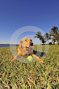 Golden Retriever with a toy ball.