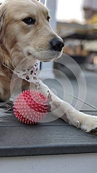 Golden retriever with ball toy