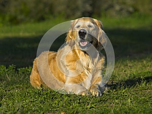 Golden Retriever Barking