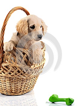 Golden retriever in basket