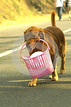 Golden Retriever with basket photo