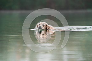 Golden Retriever is bathing in a lake at foggy weather