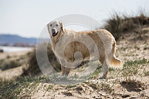 Golden Retriever at the beach