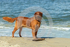 Golden Retriever photo