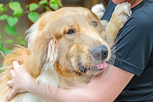 Golden Retriever is a beautiful purebred dog. Girl hugging a happy pet