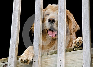 Golden retriever behind railing