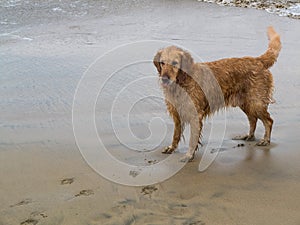 Golden retriever, the best companion